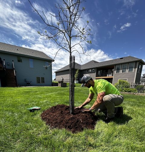 Image depicting the Service Tree Planting